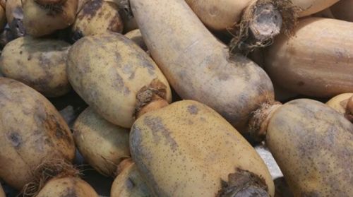 胥仓雪藕(图1) 长兴的胥仓雪藕