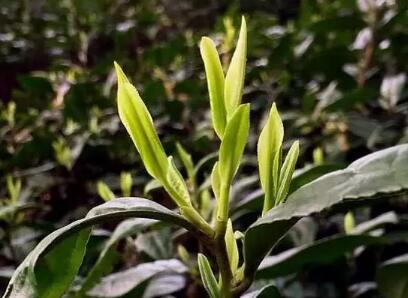 紫笋茶(图1) 长兴紫笋茶的嫩芽