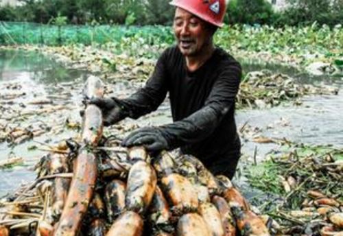 胥仓雪藕(图2) 农民捞胥仓雪藕