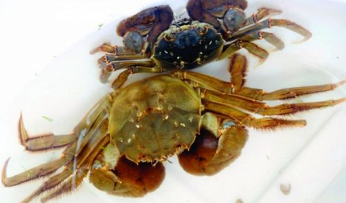 太湖蟹(图2) 清水中的太湖蟹