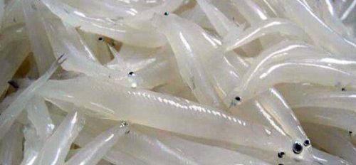 太湖银鱼(图1) 浑身通透的太湖银鱼