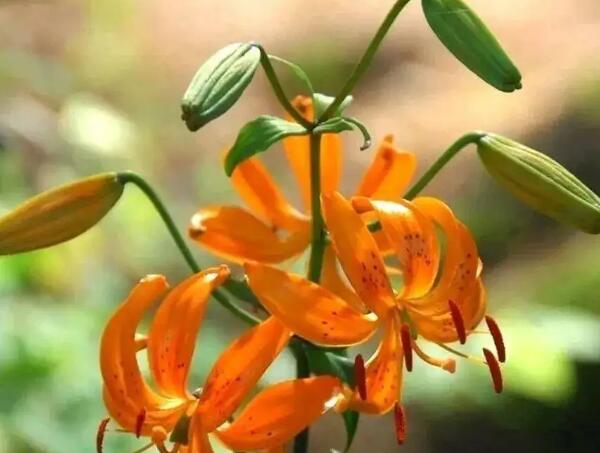 百合(图1) 宜兴黄土地上的百合花