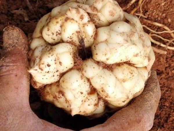 百合(图3) 宜兴鲜百合