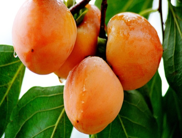 牛心柿(图1) 枝头的牛心柿