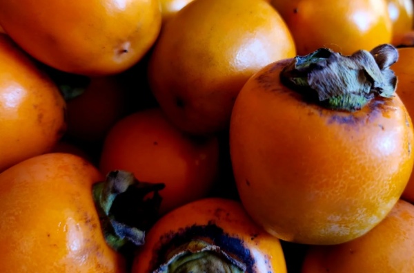 牛心柿(图2) 牛心柿