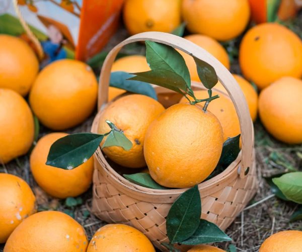 平远脐橙(图2) 采摘平远脐橙