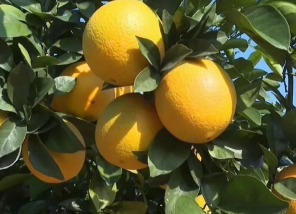 平远脐橙(图1) 树上的脐橙