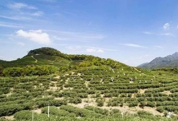 新岗红茶(图1) 新岗红茶茶园