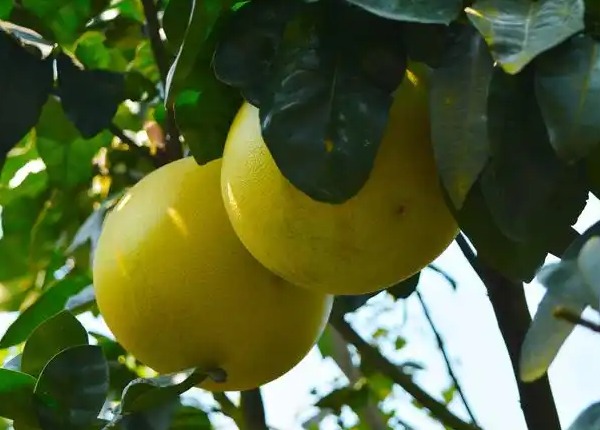 汶朗蜜柚(图1) 枝头的蜜柚