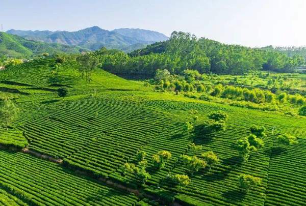 柏塘山茶(图1) 柏塘山茶的茶园