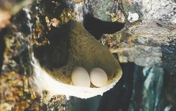 怀集燕窝(图1) 岩壁上的燕窝