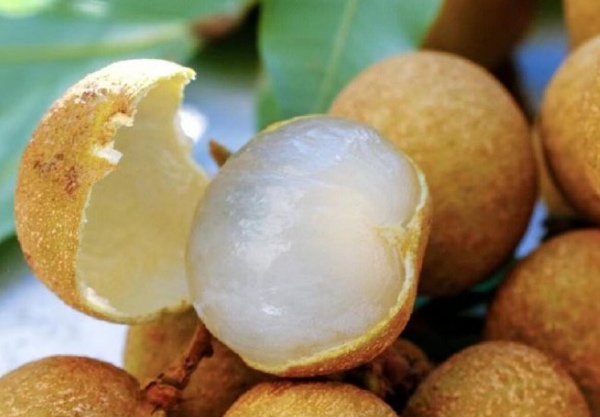储良龙眼(图3) 剥开的龙眼